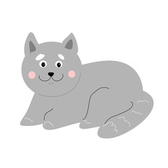 Gray fluffy domestic cat on a white background.