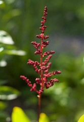 red and yellow flowers