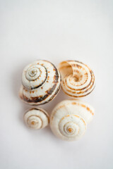 selective focus of a group of grape snail shells in close-up on a light background, in powdery tinting.Top view. Background