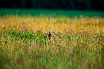 A deer in the wildlife