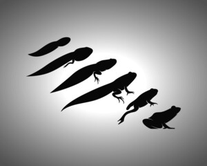 Tadpole Silhouette. Isolated Vector Animal Template for Logo Company, Icon, Symbol etc