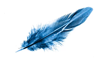 Tableaux sur verre Plumes blue feather bird on a white isolated background