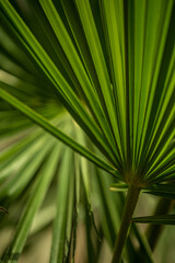 Macro bright palm leaves texture