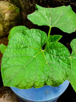 leaves in a garden