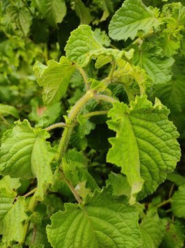 green cucumber on a vine