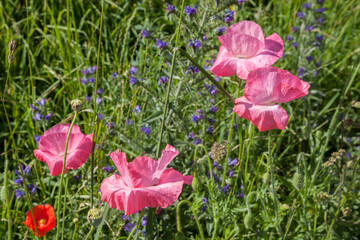 Cinq fleurs de coquelicots au milieu des herbes