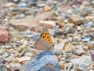 Small Copper , Lycaena phlaeas
