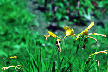 daylily flowers on a flower bed in the garden