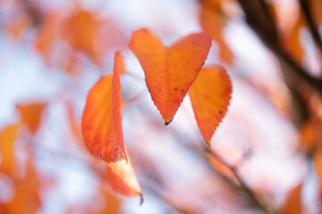 桜の葉の紅葉　東京