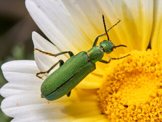  Green beetle. Lagorina sericea.