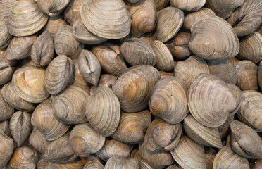 Clam shells, food in a market