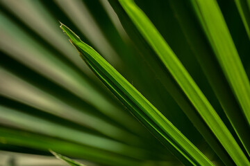 Macro bright palm leaves texture