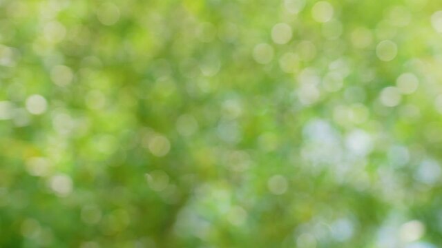 4k stock footage of abstract blur green color for video background. Blurred effect of defocused spring or summer sunny birght fresh foliage of trees, pollen and insects flying in air outdoor