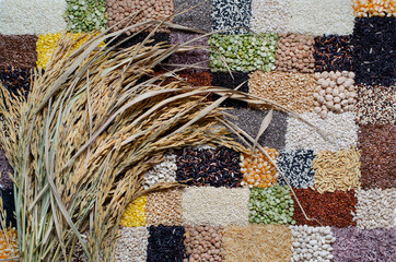 Bundle of dry organic rice ear on variety kinds of natural cereal and grain seed in brick wall...