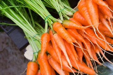 Fresh baby carrot bundle after harvested from the farm ready for cooking or sell at the market