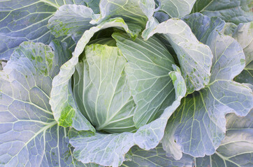 Top view of fresh organic cabbage vegetable in the farm ready for cultivation