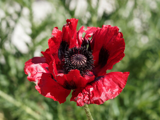 Papaver bracteatum | Iranian poppy or great scarlet poppy. Deep red hardy flowers with black heart...