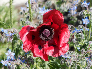 Papaver bracteatum | Detail view on magnificent great flower of great scarlet poppy with crumpled...