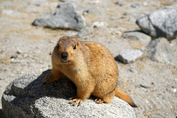Naklejka na ściany i meble Animals scene of Marmots standing are large squirrels in the genus Marmota with Brown hair in the field near pangong lake at Leh Ladakh , India 
