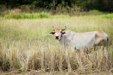 A lovely white cow eating grass and dry straw in the farm