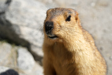 Animals scene of Marmots standing are large squirrels in the genus Marmota with Brown hair in the field near pangong lake at Leh Ladakh , India                       