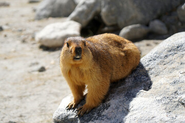 Animals scene of Marmots standing are large squirrels in the genus Marmota with Brown hair in the field near pangong lake at Leh Ladakh , India                       