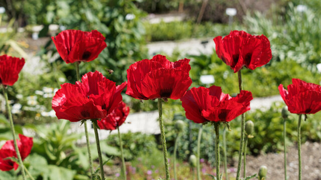 Arznei-Mohn Bilder – Durchsuchen 68 Archivfotos, Vektorgrafiken und ... Arznei-Mohn Bilder – Durchsuchen 68 Archivfotos, Vektorgrafiken und ...