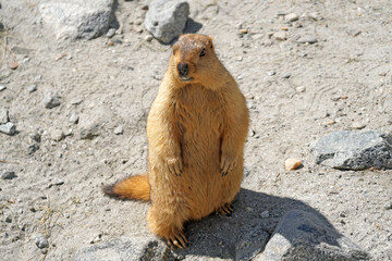 Animals scene of Marmots standing are large squirrels in the genus Marmota with Brown hair in the field near pangong lake at Leh Ladakh , India                       
