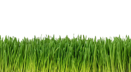 Fototapeta premium Easy to extend, seamless, fresh grass isolated on white background
