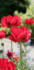 Majestic presence of great scarlet poppies, the King of the Poppies (Papaver bracteatum)