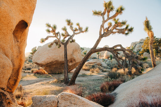 Lush Joshua trees in desert national park