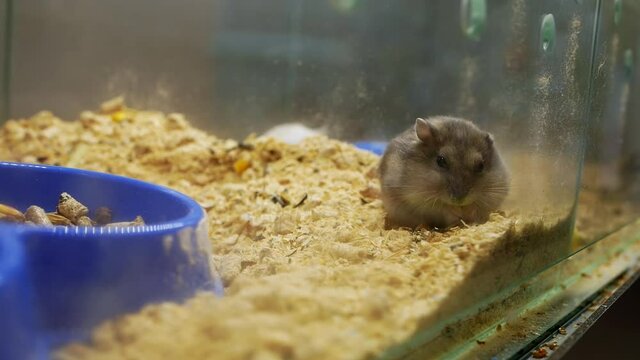 Close-up shooting of a little rodent in a glass cage. A small hamster eats in a cage at a zoo or pet store.