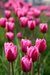 Fototapeta premium pink tulips in the garden