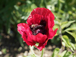 Papaver bracteatum | Detail view on magnificent great flower of great scarlet poppy with crumpled...