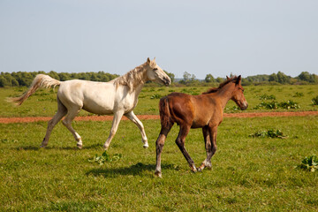 mother horse with foal grazing in the pasture at a horse farm