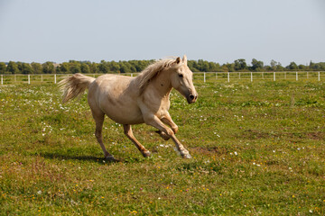 young horse running at a horse farm