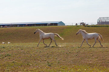 Obraz na płótnie Canvas young horses running at a horse farm