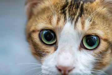 A close up of cat's eyes