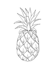 Pineapple doodling, black contour hand drawing, on a white background, isolated. Vector illustration