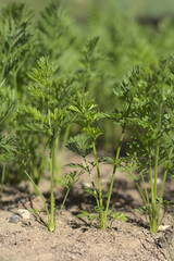 carrot in the ground