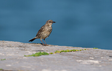 Rock pipit, Anthus petrosus