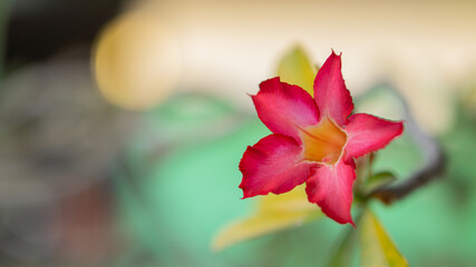 red tulip in the garden with bokeh background