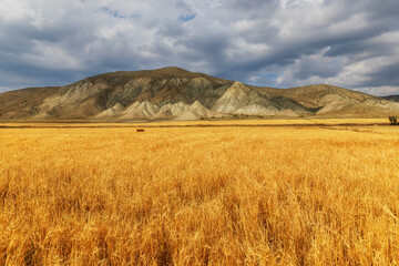 Wheat field in the background of mountains