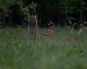 roe deer with horns on a nice summer morning in a green meadow on the edge of the forest looks directly on top.