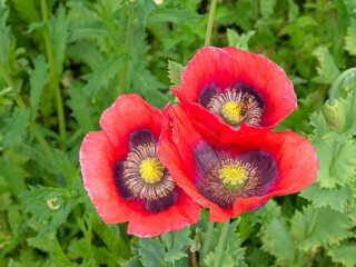 Three red poppy flowers seen from above