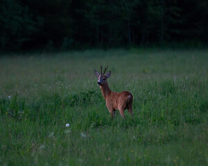 Fototapeta premium Spring in the nature. Roe deer, Capreolus capreolus, beautiful blooming meadow with many white and yellow flowers and animal.