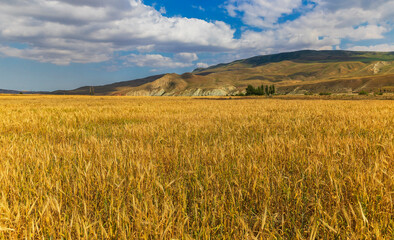 Fototapeta na wymiar Wheat field in the background of mountains