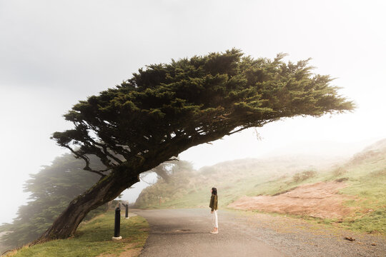 Woman on misty alley under wind blown tree