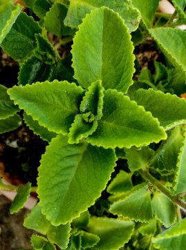 mint leaves in the garden