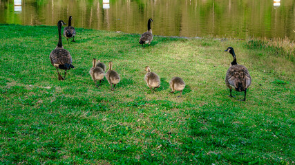 Gaggle of geese with baby goslings in Arkansas